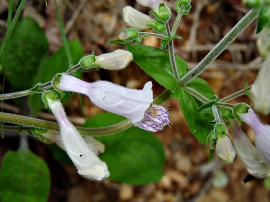 {Penstemon brevisepalus}